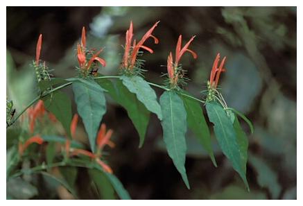 ../Images/iguaforest53.jpg