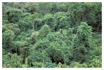 ../Images/iguaforest54.jpg
