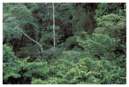 ../Images/iguaforest56.jpg