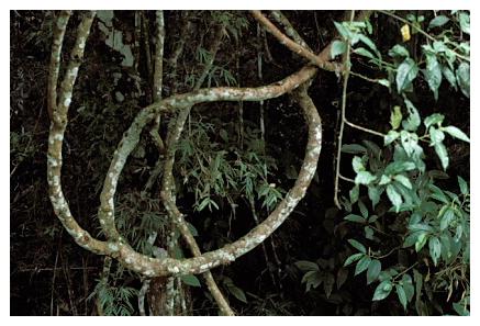 ../Images/iguaforest57.jpg