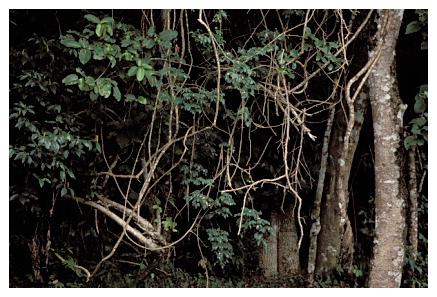 ../Images/iguaforest58.jpg