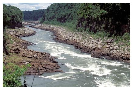 ../Images/iguaforest60.jpg