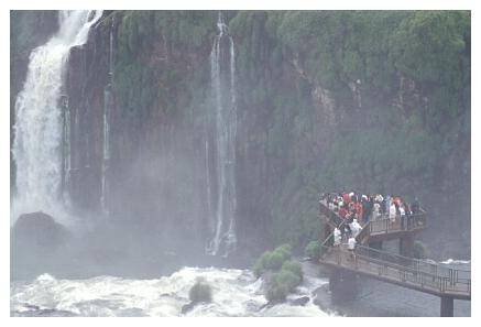 ../Images/iguaforest62.jpg