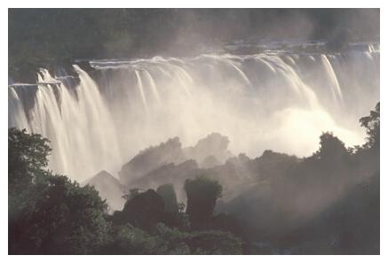 ../Images/iguaforest64.jpg