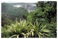 Thumbs/tn_iguaforest08.jpg