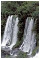 Thumbs/tn_iguaforest34.jpg