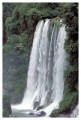 Thumbs/tn_iguaforest35.jpg