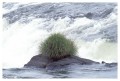 Thumbs/tn_iguaforest42.jpg