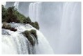 Thumbs/tn_iguaforest43.jpg