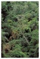 Thumbs/tn_iguaforest55.jpg