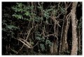Thumbs/tn_iguaforest58.jpg