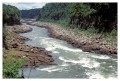 Thumbs/tn_iguaforest60.jpg