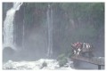 Thumbs/tn_iguaforest62.jpg