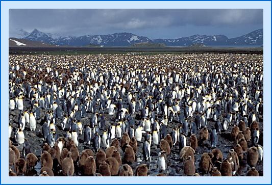 ../Images/king28.jpg