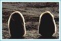 Thumbs/tn_king05.jpg
