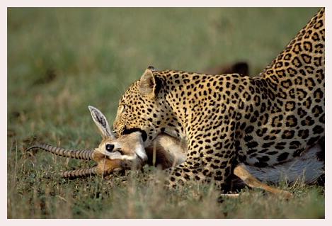../Images/leoparden008.jpg