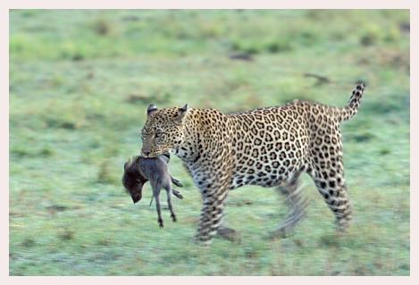 ../Images/leoparden014.jpg