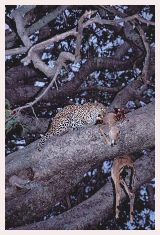 ../Images/leoparden016.jpg
