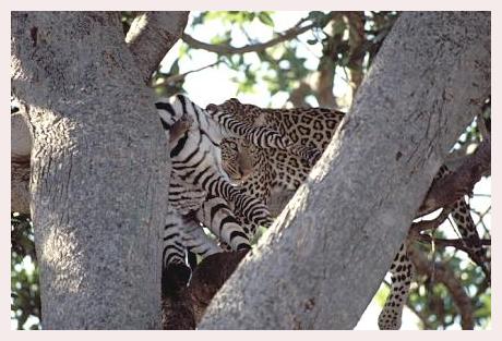 ../Images/leoparden019.jpg