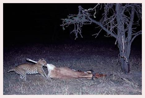 ../Images/leoparden020.jpg