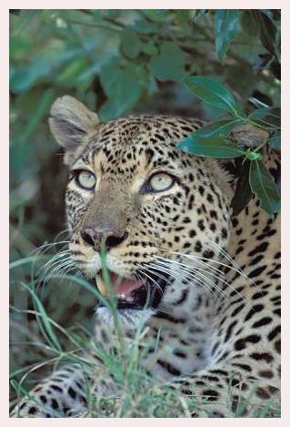 ../Images/leoparden024.jpg