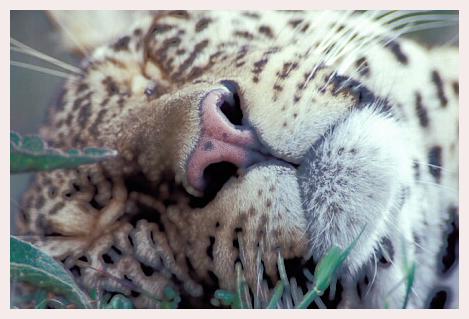../Images/leoparden030.jpg