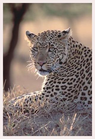 ../Images/leoparden031.jpg