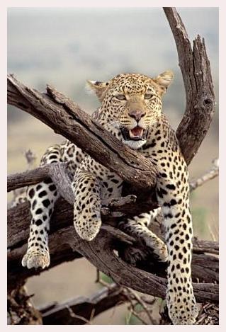 ../Images/leoparden032.jpg