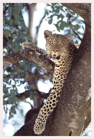 ../Images/leoparden033.jpg