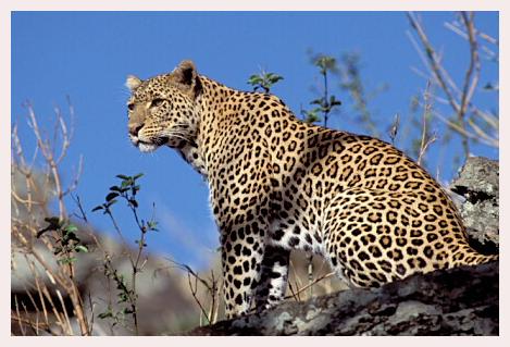 ../Images/leoparden036.jpg