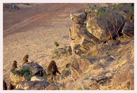 ../Images/leoparden037.jpg