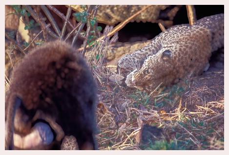 ../Images/leoparden040.jpg
