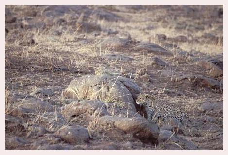 ../Images/leoparden041.jpg
