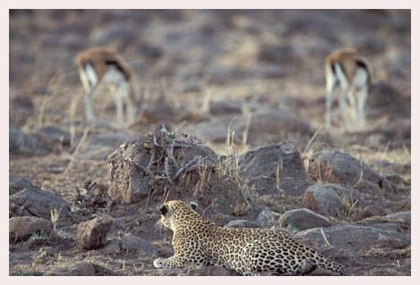 ../Images/leoparden042.jpg