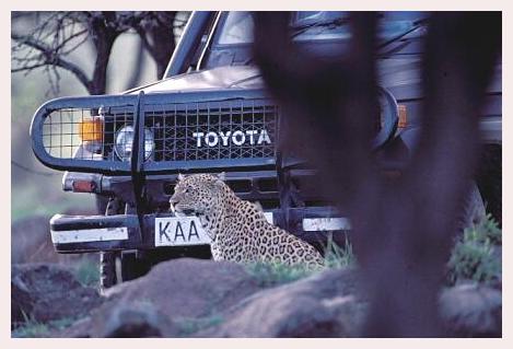 ../Images/leoparden043.jpg