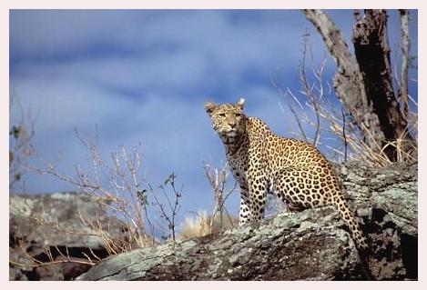 ../Images/leoparden046.jpg