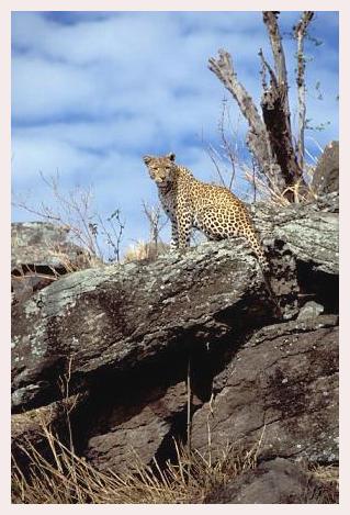../Images/leoparden047.jpg