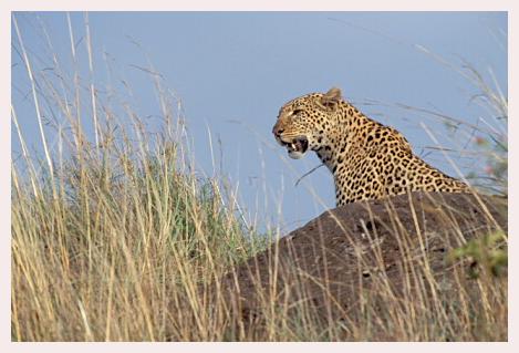 ../Images/leoparden048.jpg