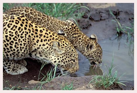 ../Images/leoparden051.jpg