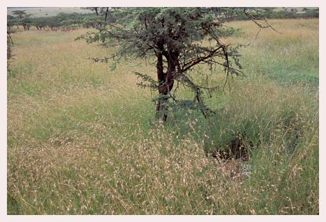 ../Images/leoparden052.jpg