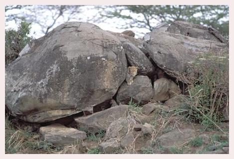 ../Images/leoparden053.jpg