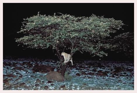 ../Images/leoparden054.jpg