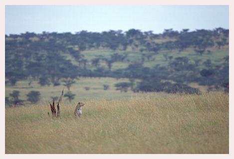 ../Images/leoparden056.jpg