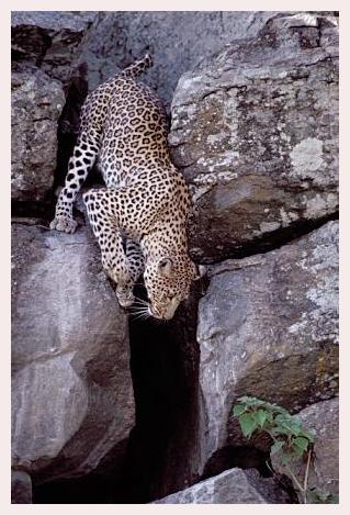 ../Images/leoparden057.jpg