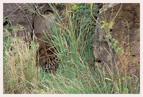 ../Images/leoparden060.jpg