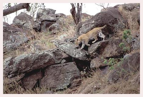 ../Images/leoparden062.jpg