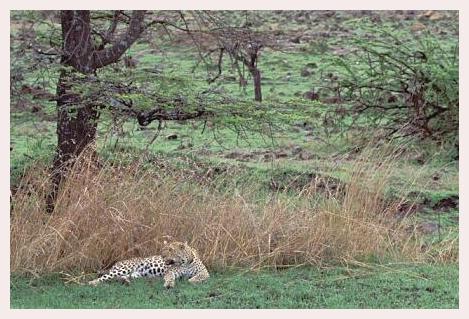 ../Images/leoparden063.jpg
