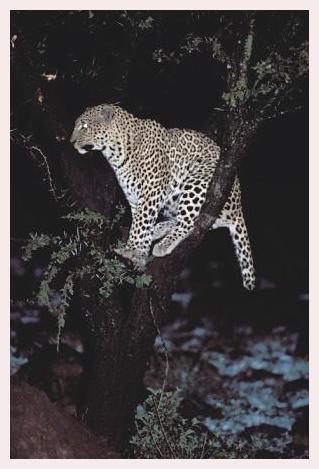 ../Images/leoparden065.jpg