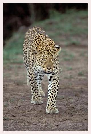 ../Images/leoparden067.jpg