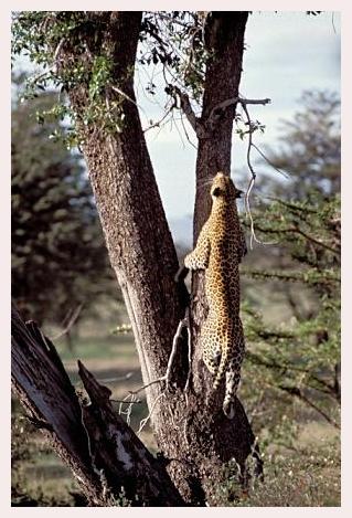 ../Images/leoparden068.jpg